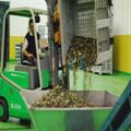 Scarico delle olive nella vasca - Serra Marina
